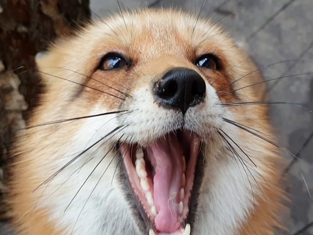 Разговорчивая лиса Алиса не прочь поддержать беседу