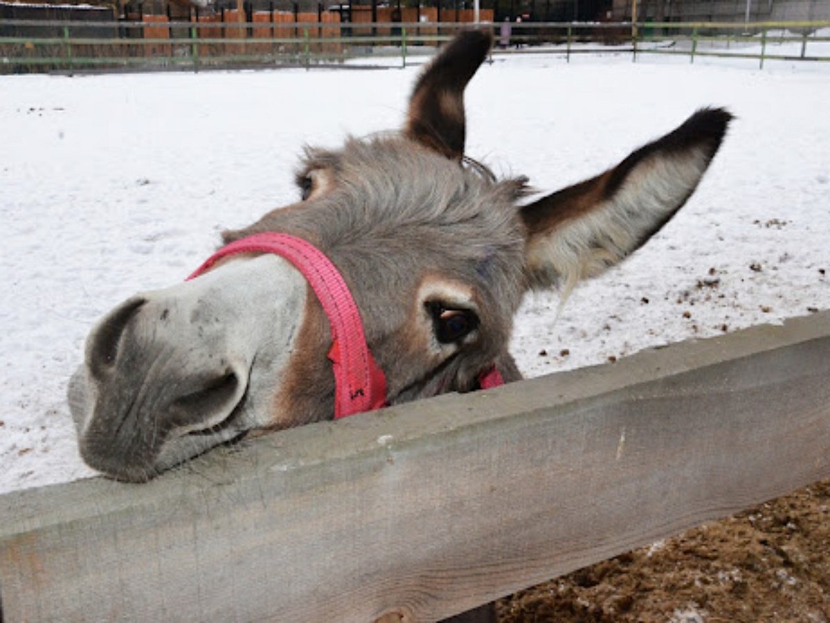 Ослик помог хозяину убрать снег