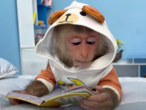 Трудолюбивая обезьянка Биби умиляет пользователей