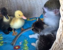 Милота зашкаливает: обезьянка Сюзи присматривает за котятами и утятами