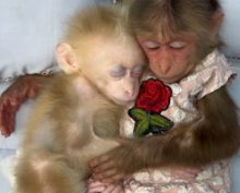 Накормила, напоила и спать уложила: обезьянка Биби заботится о друге