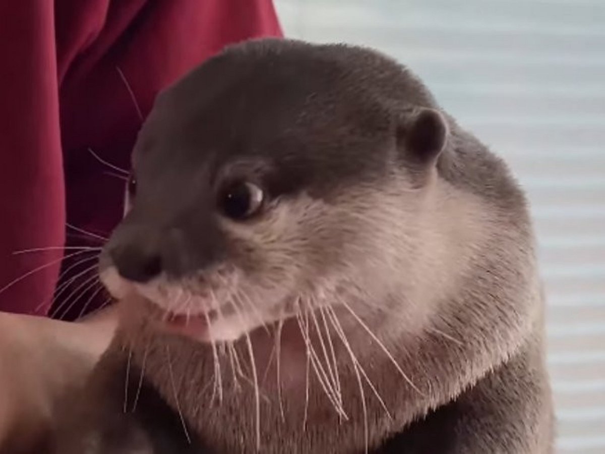 «Самая голодная на свете выдра» умилила пользователей