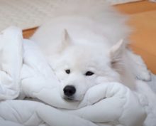 “Жадина пушистая”: собака не желает делиться одеялом с хозяином