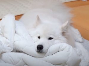 «Жадина пушистая»: собака не желает делиться одеялом с хозяином
