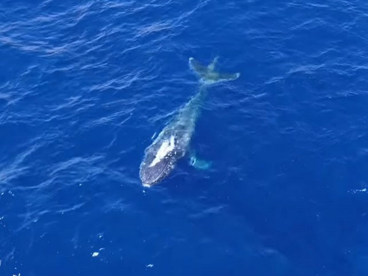 Стая косаток спасла обессилевшего кита