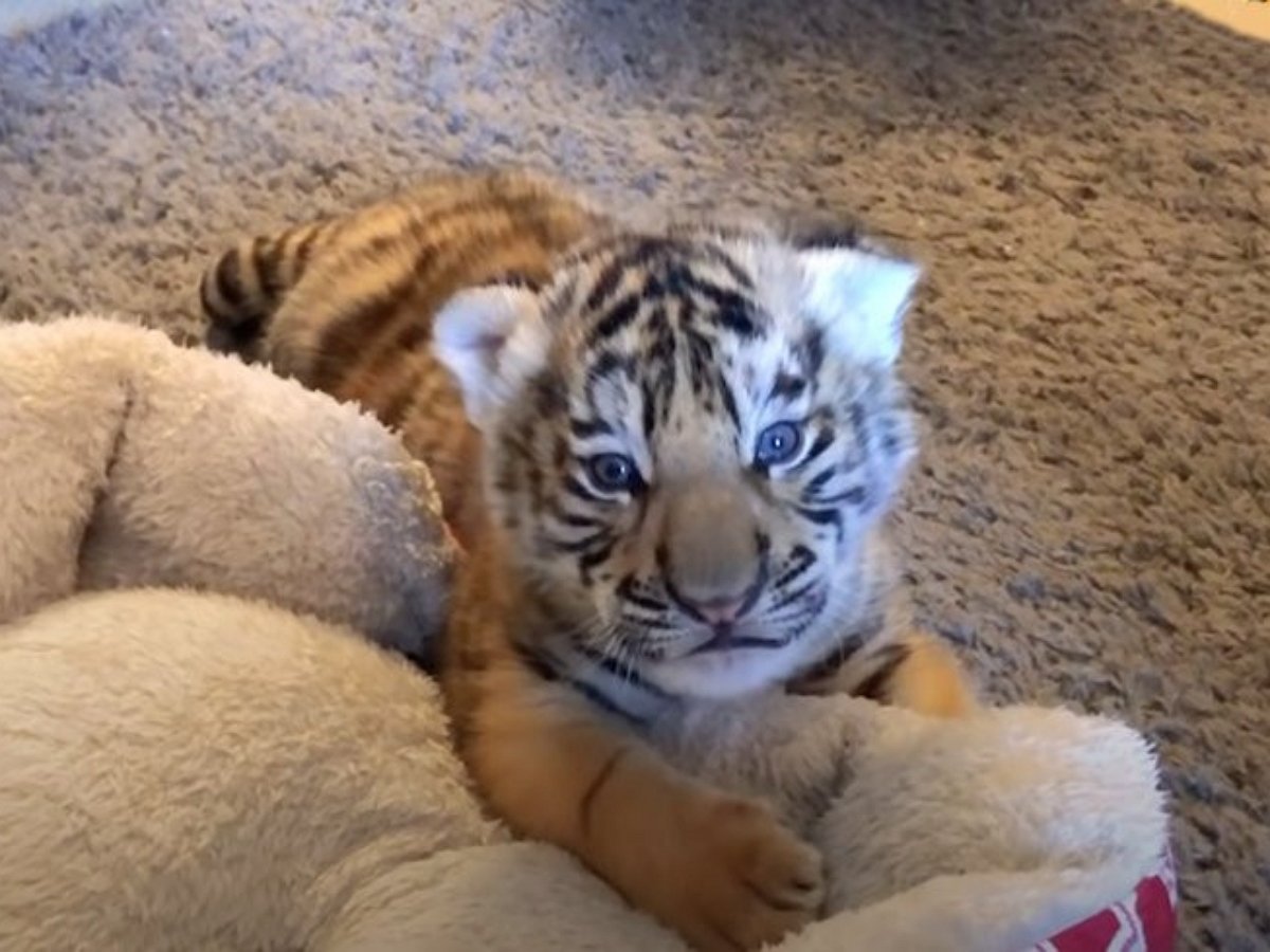 Грозный рык малыша — тигренка умилил пользователей