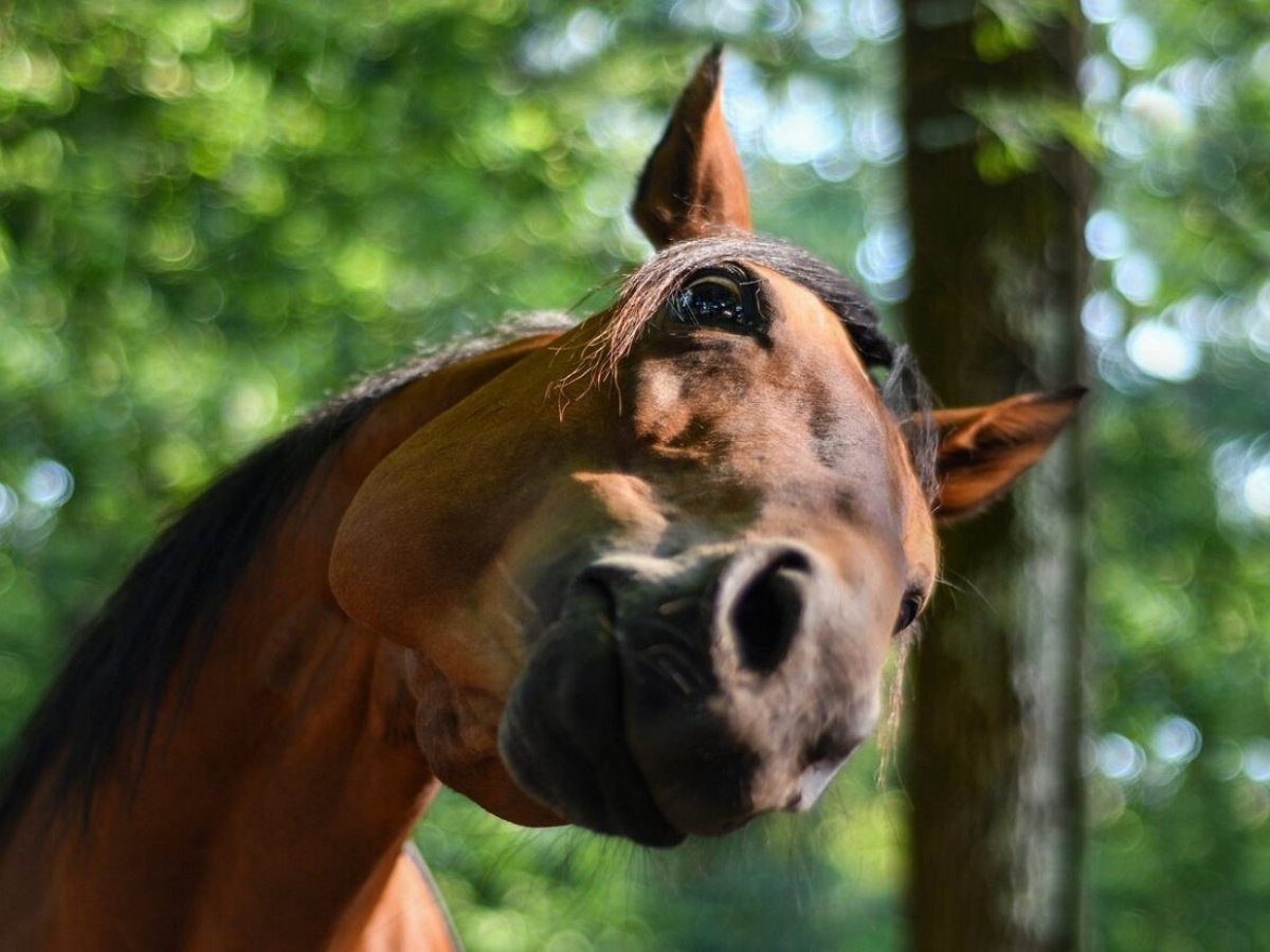 Кот решил оседлать коня, но слегка не рассчитал