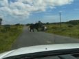 Разъяренный слон перевернул автомобиль с туристами