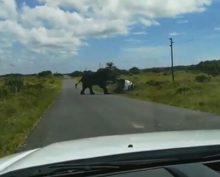 Разъяренный слон перевернул автомобиль с туристами