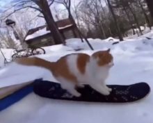 Кот выполняет невероятные трюки на сноускейте