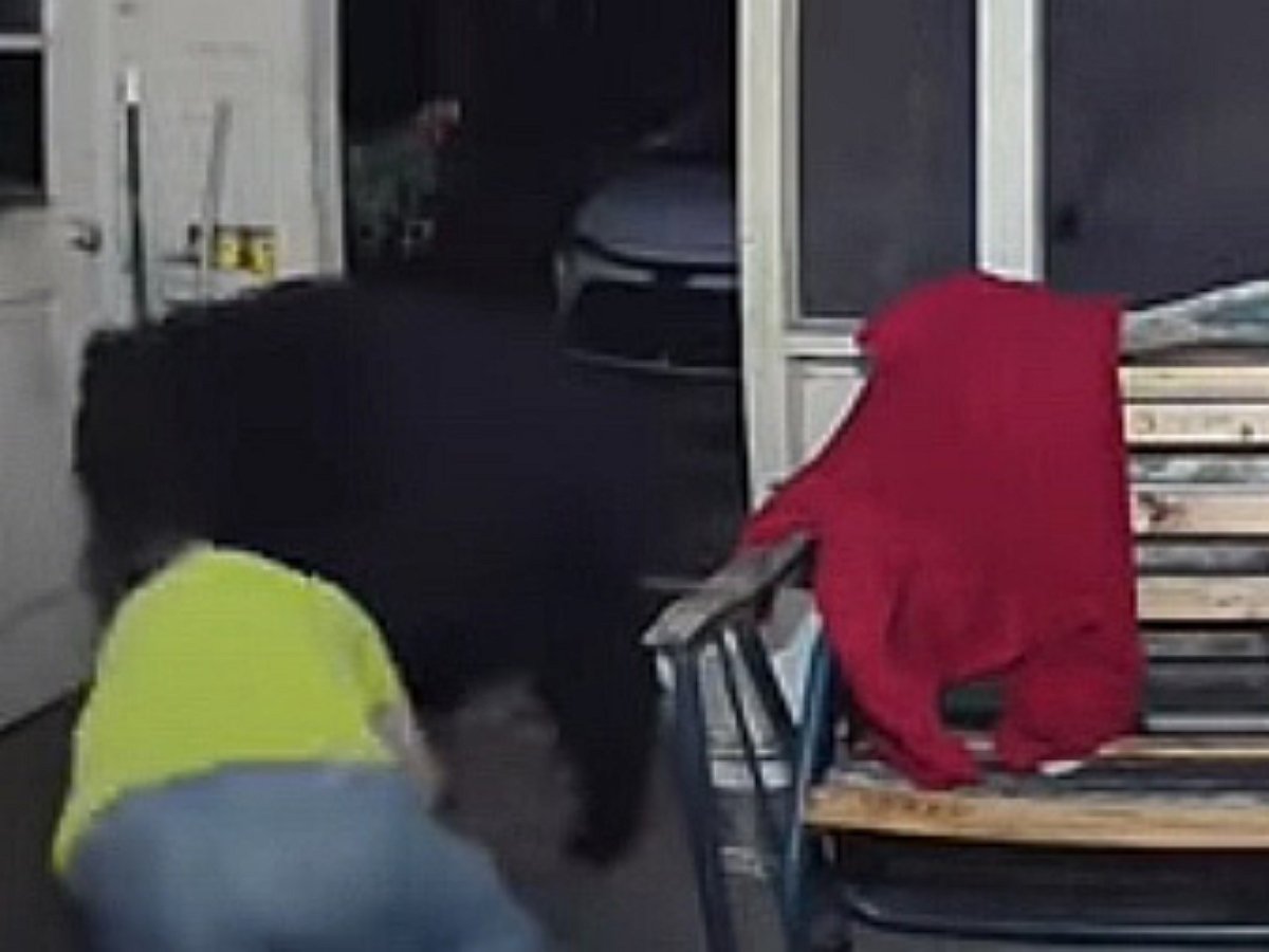 Хозяин вышвырнул из дома медведя голыми руками, спасая собак