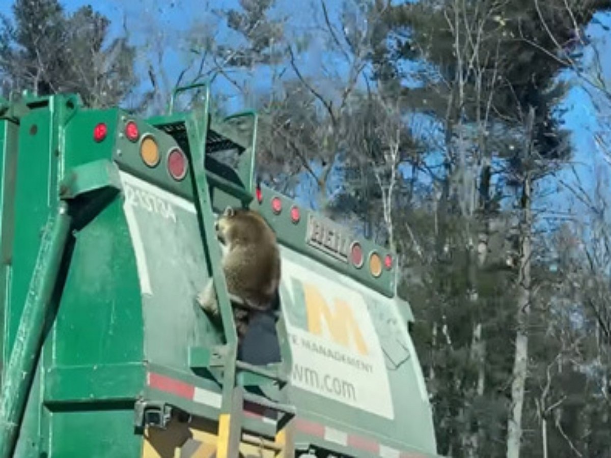 Енот автостопом прокатился на мусоровозе