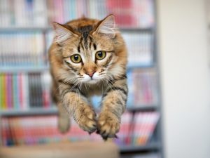 Полный провал: котик хотел грациозно взлететь на шкаф, но не вышло