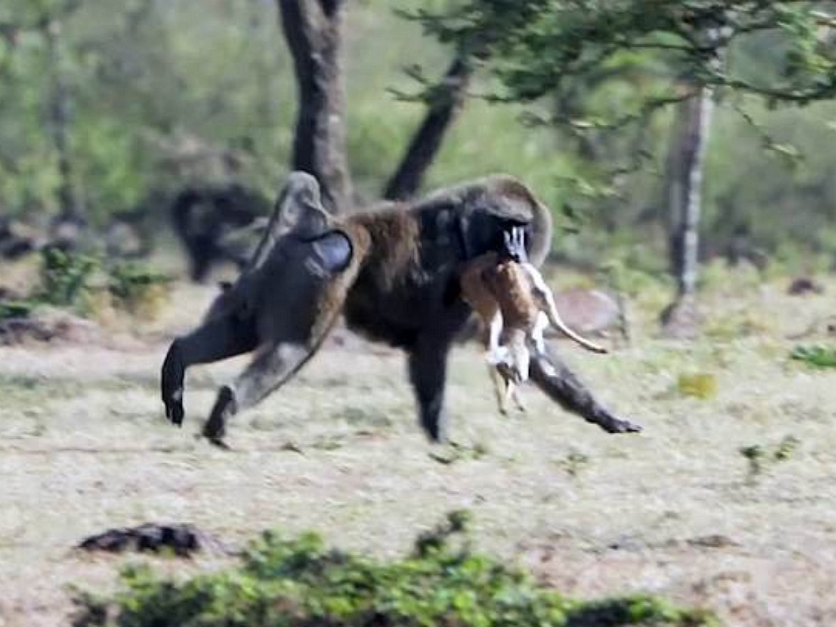 Бабуин украл газель у котят гепарда