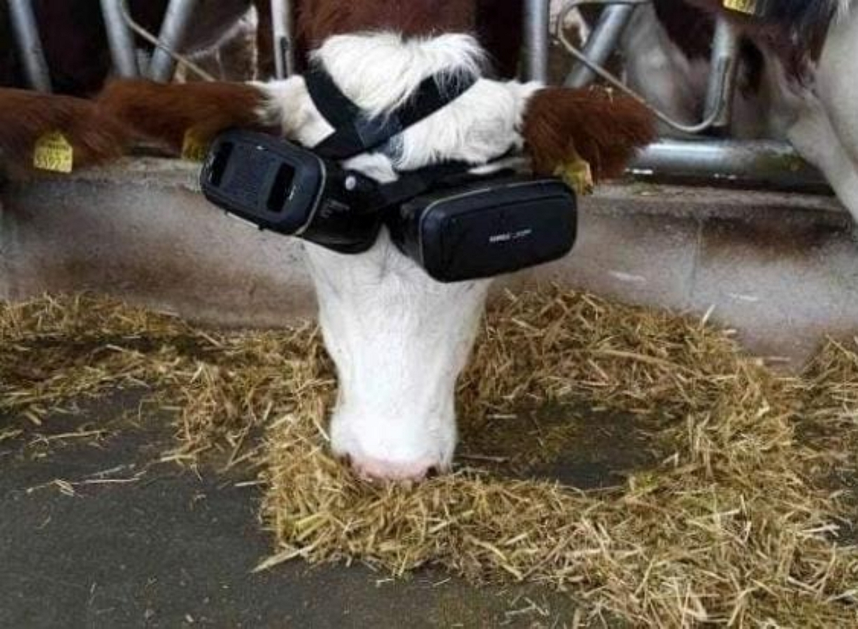 Турецкий фермер увеличил надои, купив коровам очки виртуальной реальности
