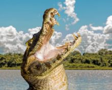 Невероятная мощь челюстей крокодила показана на простом примере