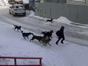Дворник в Уфе отбил от стаи бездомных собак маленького мальчика