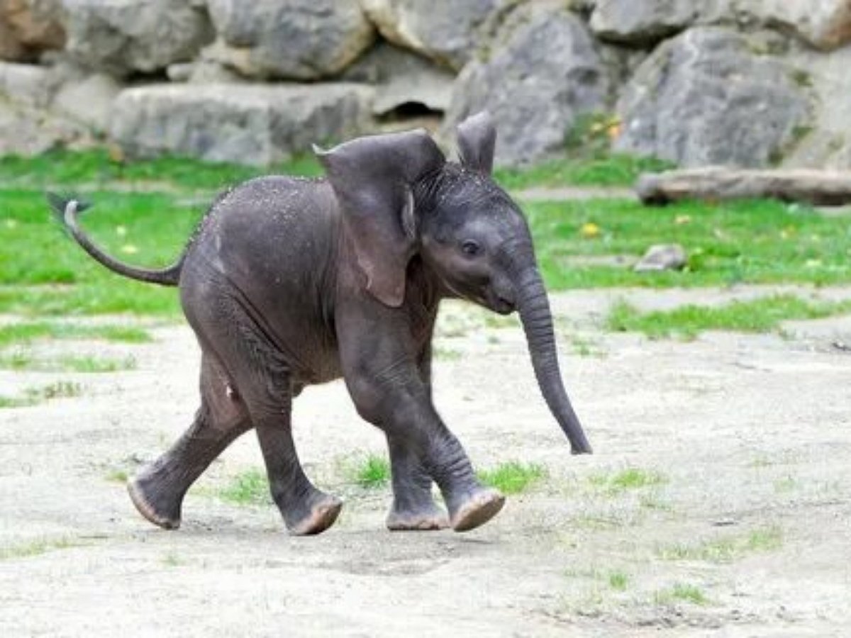 Зачем слоненку хобот?