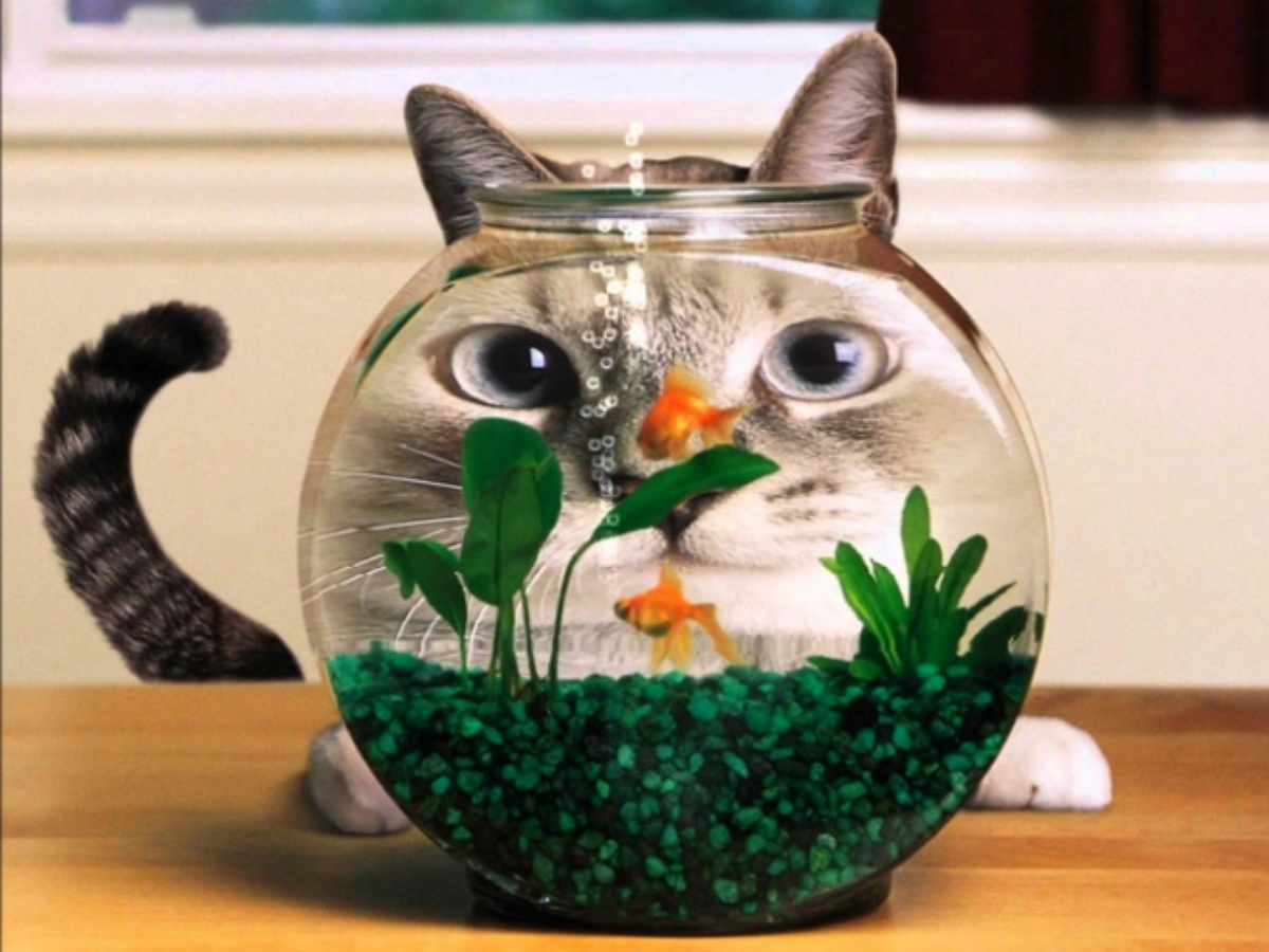 Кот угощается “рыбосодержащим продуктом”, лакая прямо из аквариума