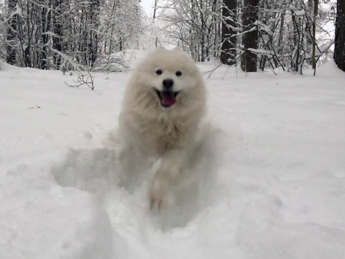 Самоед сидит в снежной пещере и абсолютно счастлив