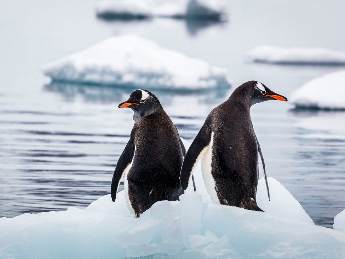 Паника пингвинов на льдине попала на видео
