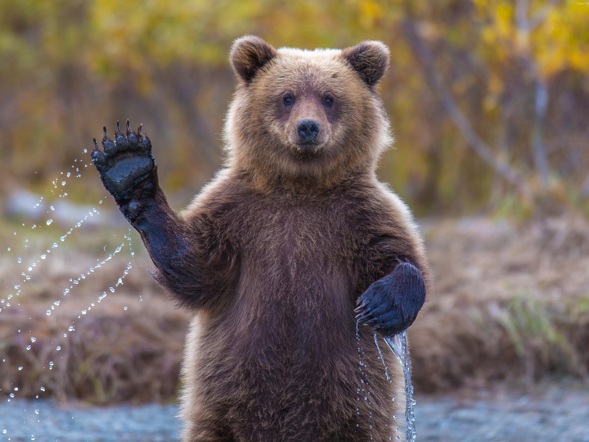 В США медведь свободно гулял по территории гостиницы, пугая постояльцев