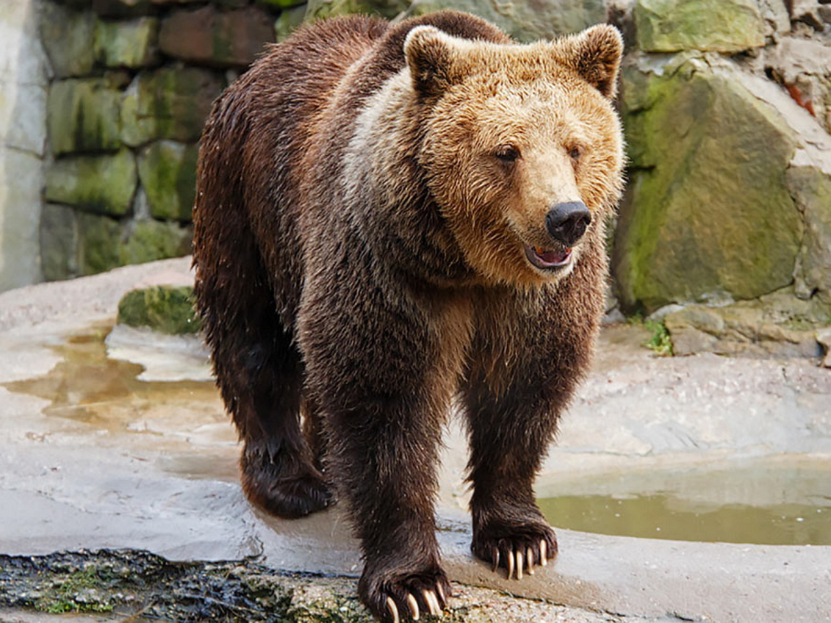 В зоопарке Ташкента женщина сбросила ребенка в вольер к бурому медведю