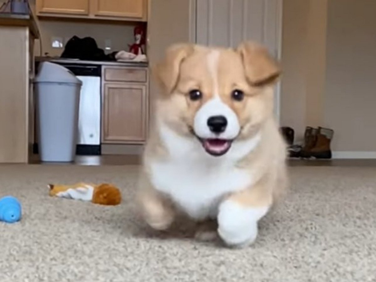 Малыш корги расстрогал пользователей по всему миру