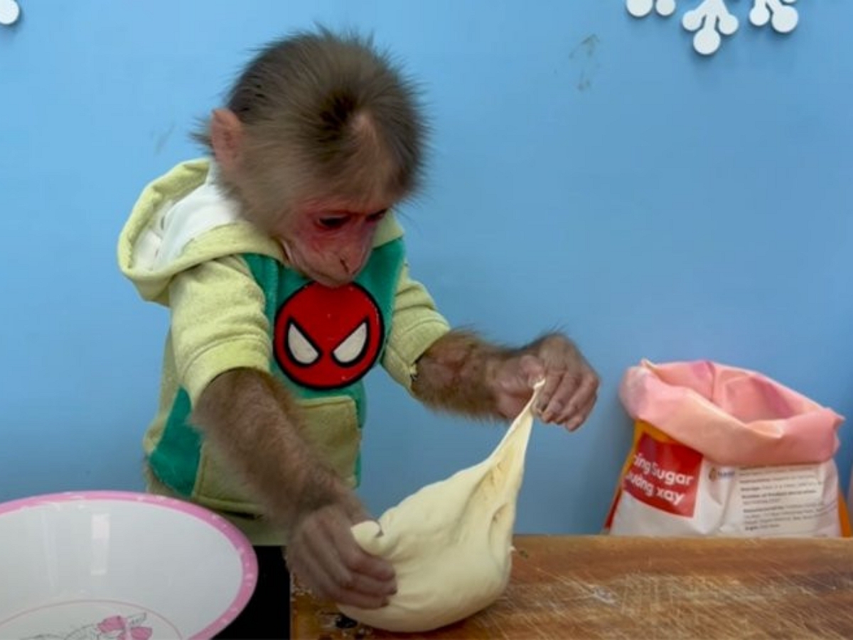 Трудолюбивая обезьянка Биби сама себе печет хлеб