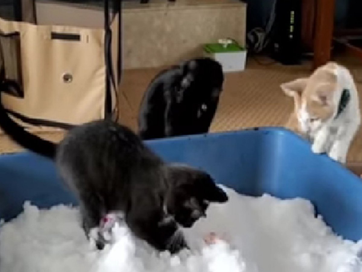 Котята знакомятся со снегом, умиляя зрителей