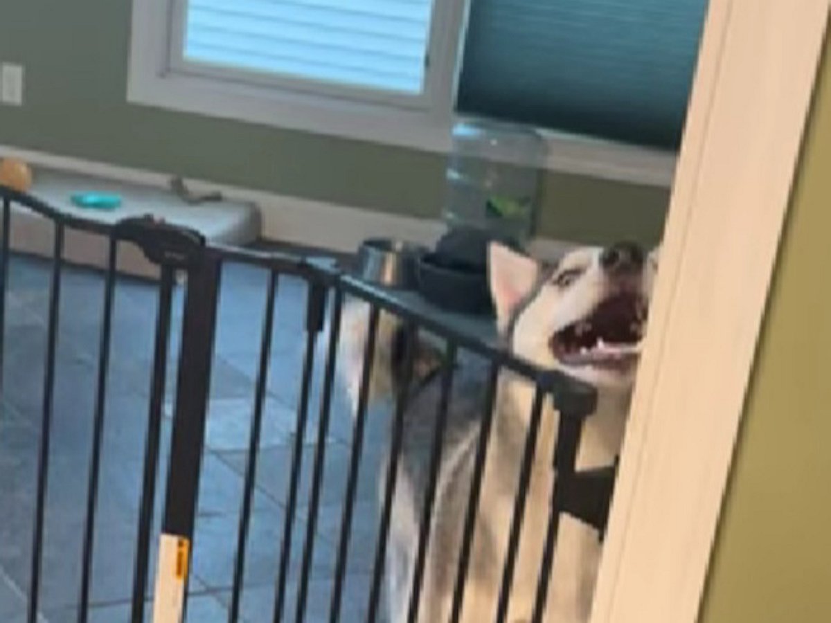 Забавный хаски стремился на волю, не видя преград