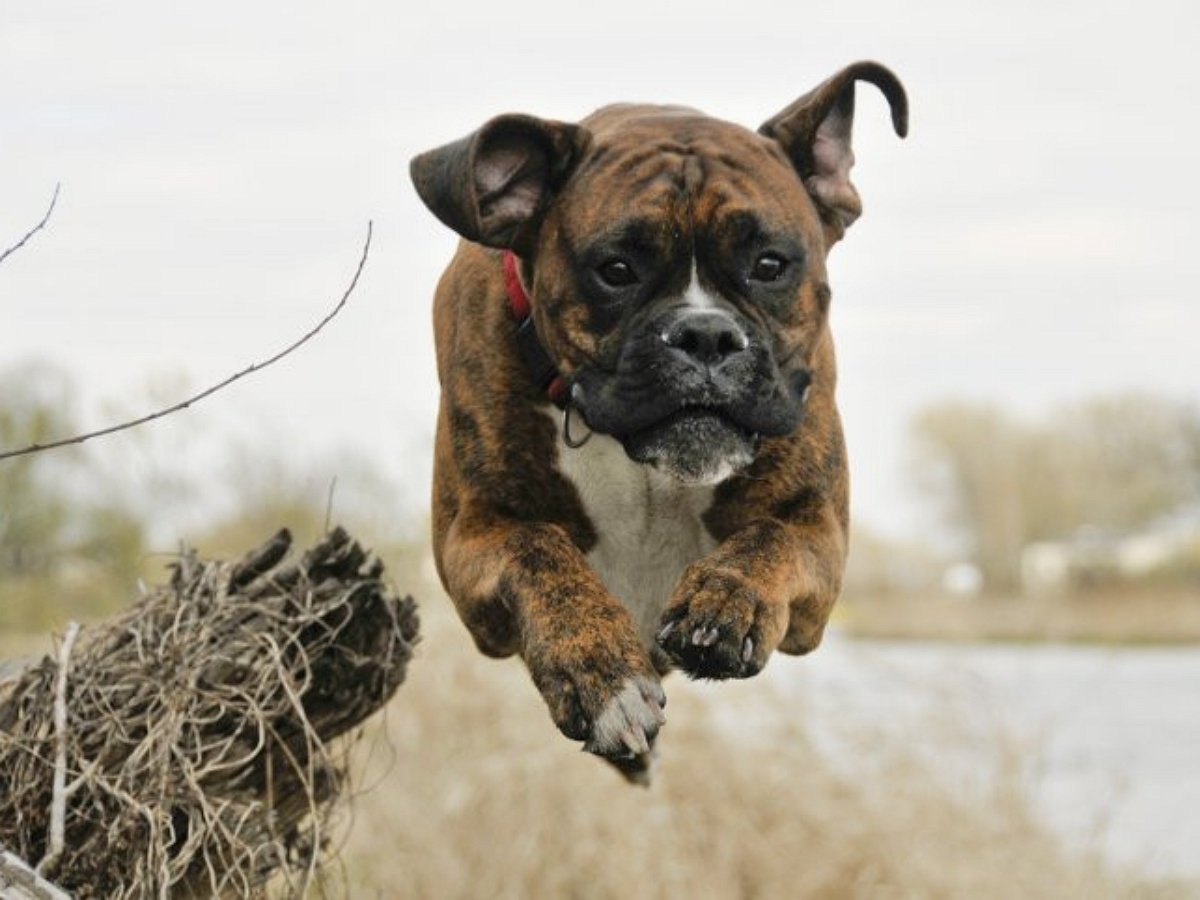 Эта собака знает, как получить от зимы максимум удовольствия