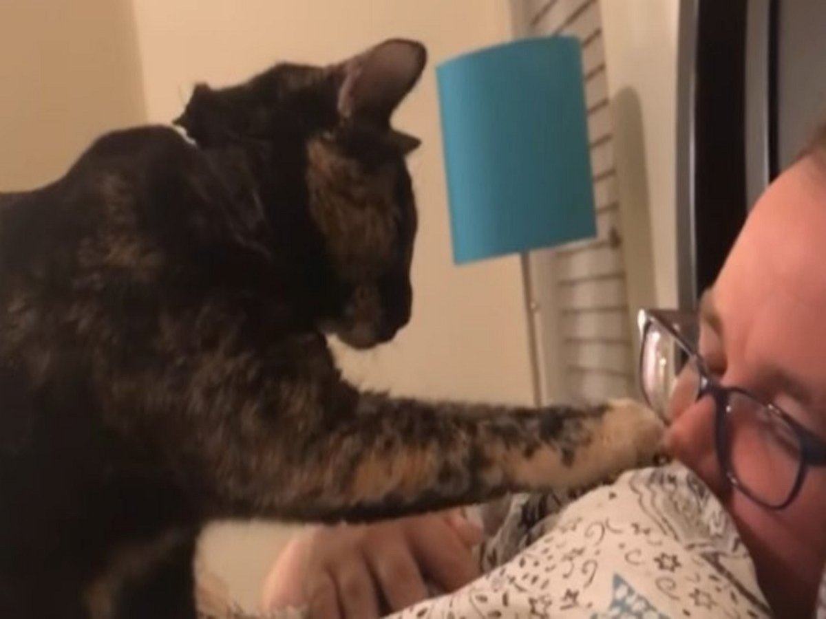 «Пушистый будильник» умилил пользователей