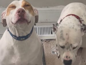 Попавшись на краже лакомства, две собаки реагировали по разному