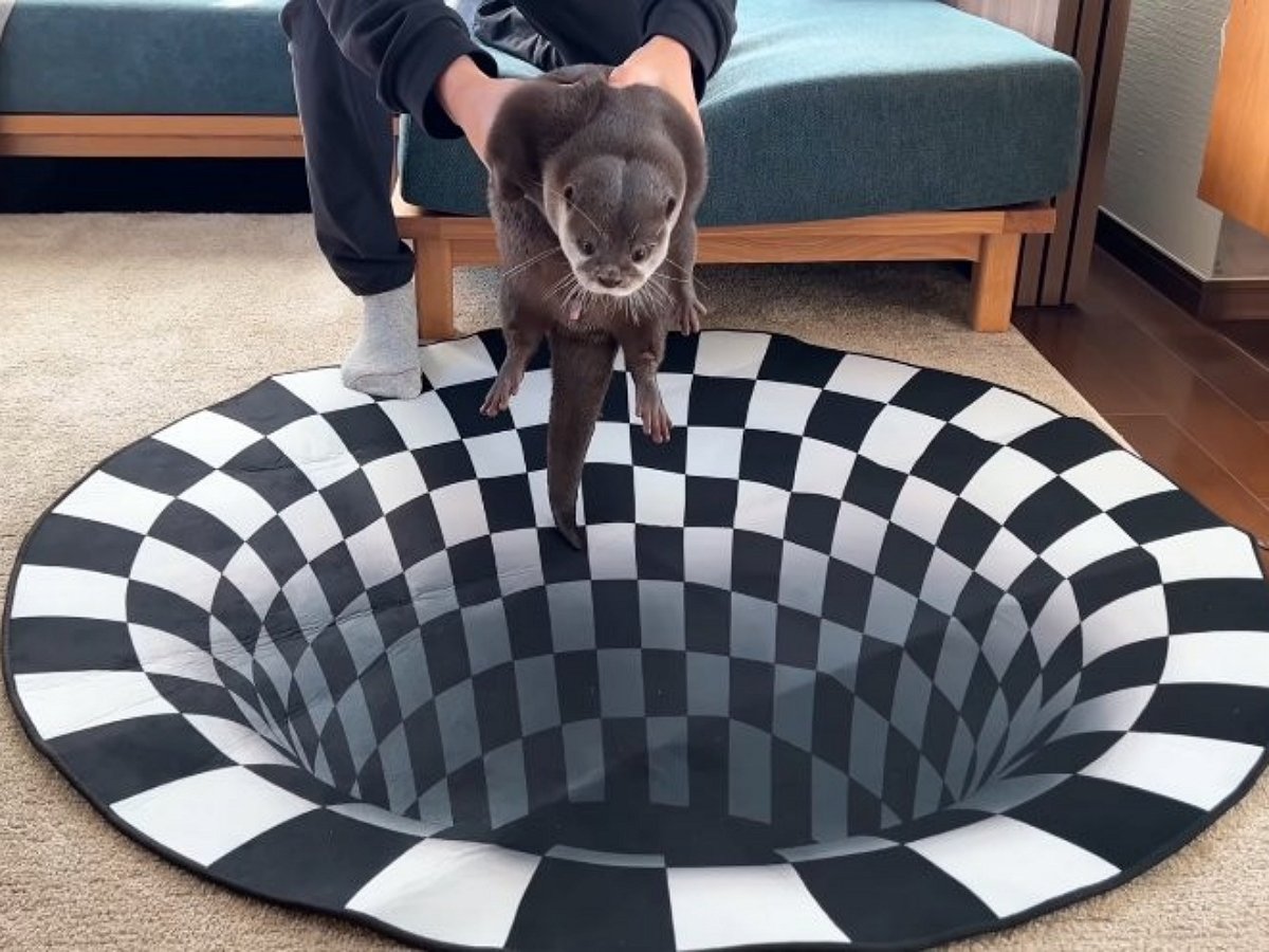 Реакция выдр на оптическую иллюзию просто бесподобна