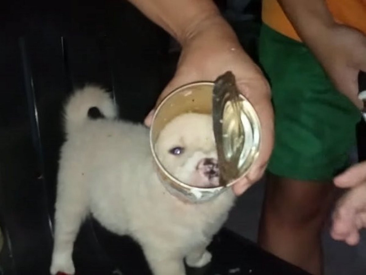 Маленького жадину спасли из заточения в консервной банке