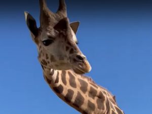 Очень милый момент знакомства жирафа с мальчиком попал на видео