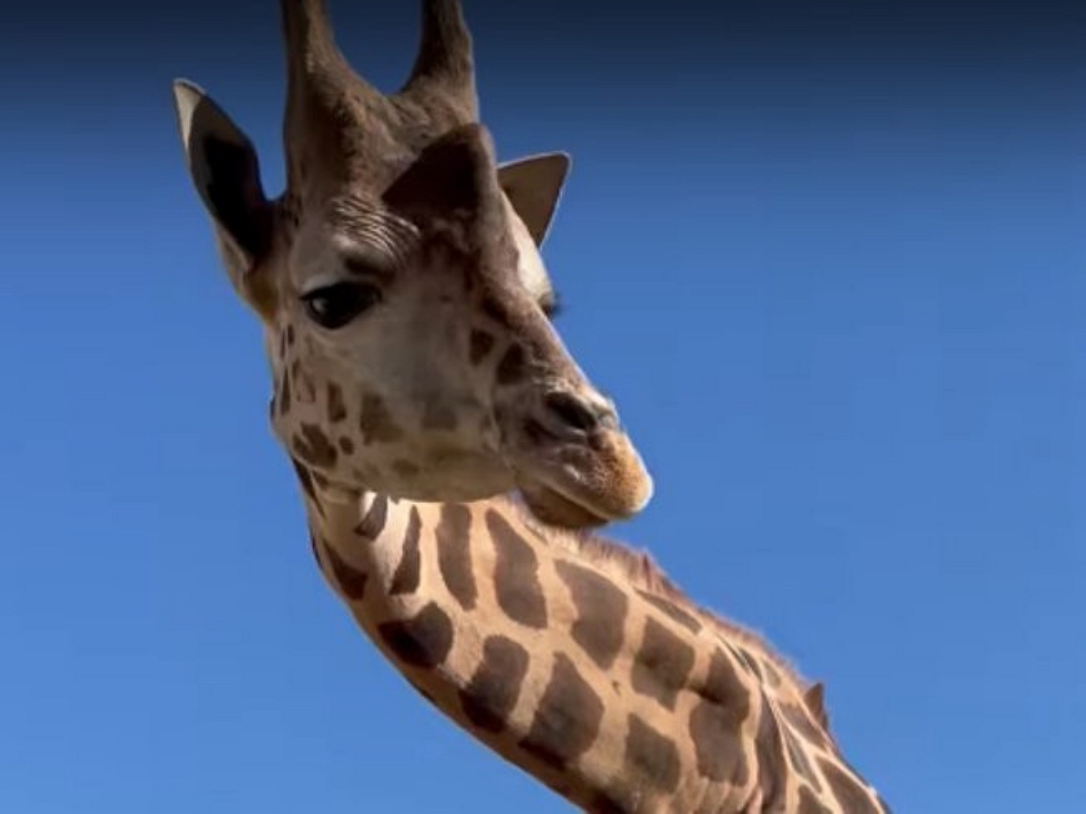 Очень милый момент знакомства жирафа с мальчиком попал на видео