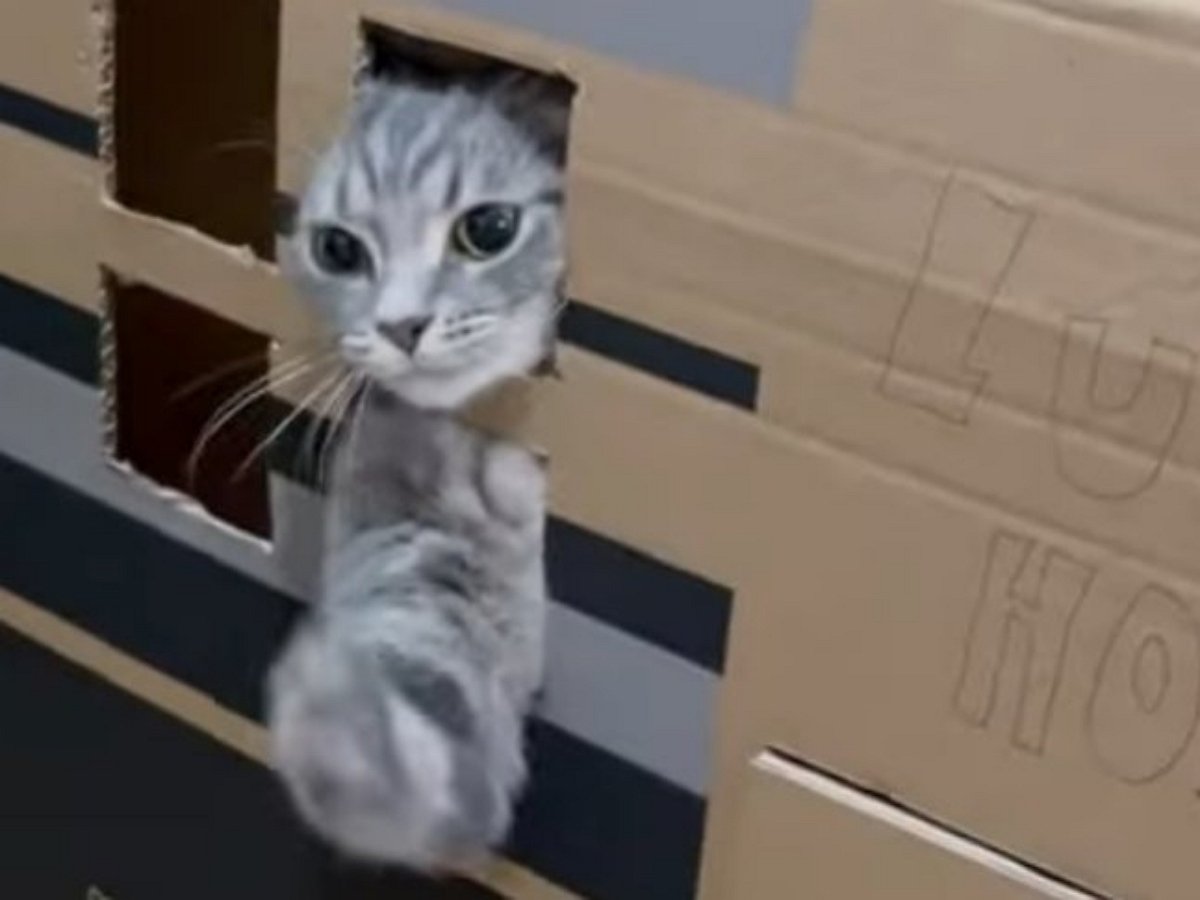 Негостеприимный котик не любит непрошенные визиты