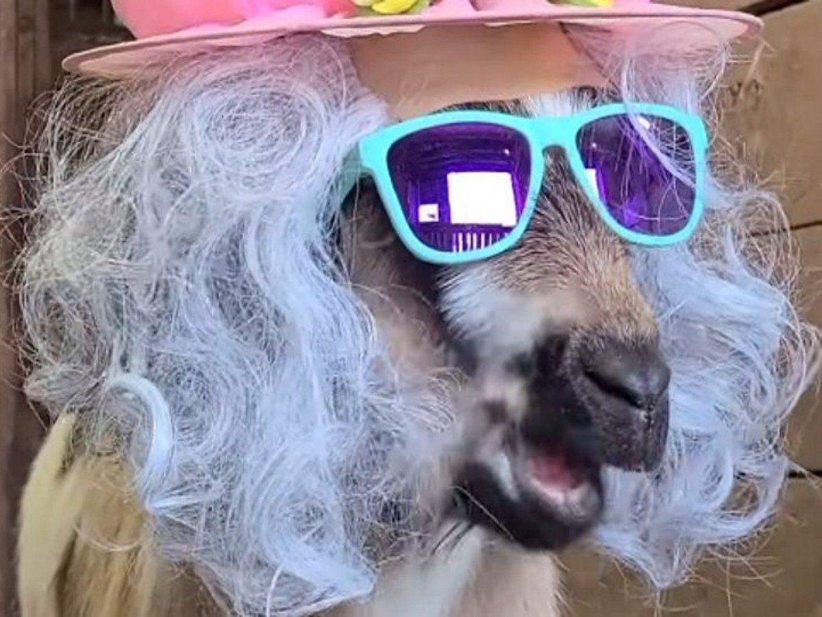 Коза-модница обожат наряжаться