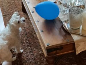 Пес играет с шариком: что может быть милее?