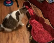 Очень чувствительный кот-меломан позабавил Сеть