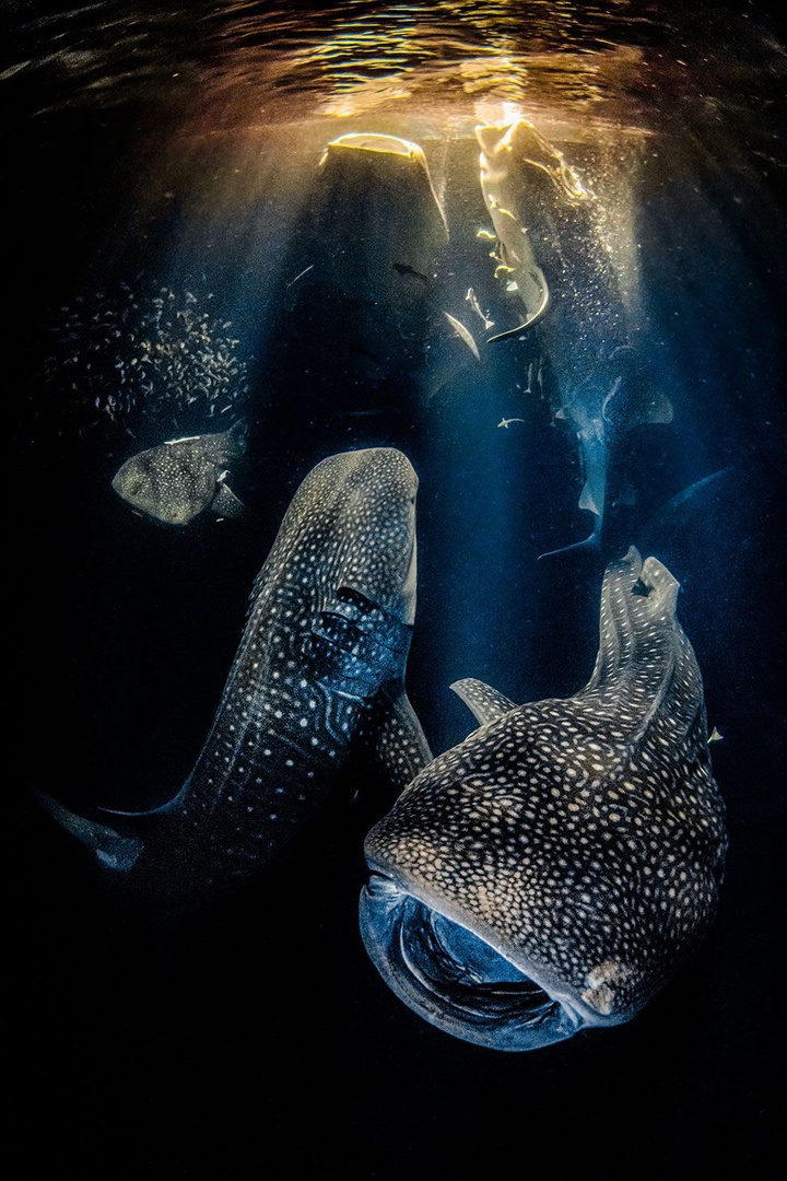 Победители фотоконкурса Underwater Photographer of the Year 2022