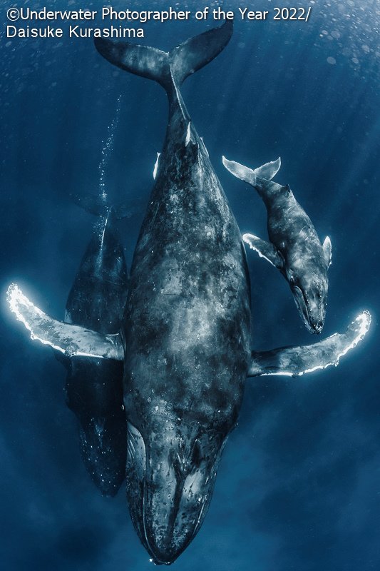 Победители фотоконкурса Underwater Photographer of the Year 2022