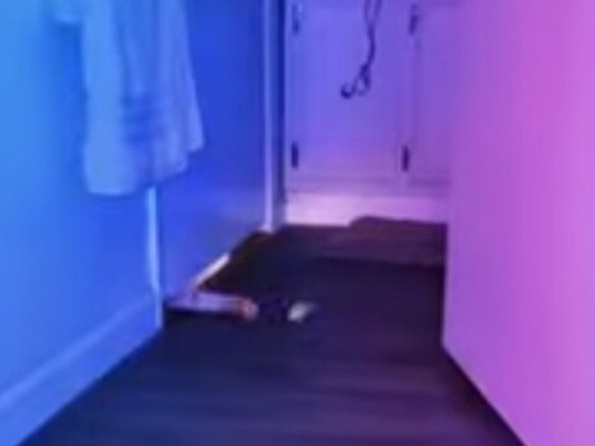 Котик очень хочет поиграть с игрушкой, но не понимает как ее достать