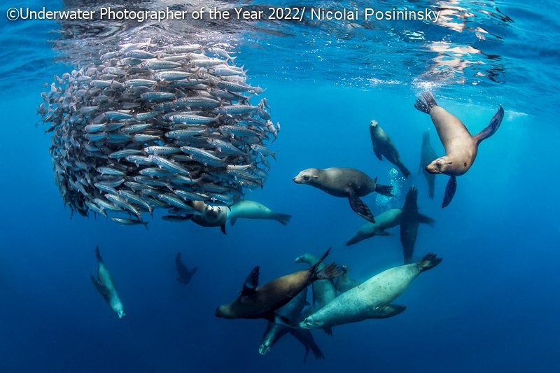 Победители фотоконкурса Underwater Photographer of the Year 2022