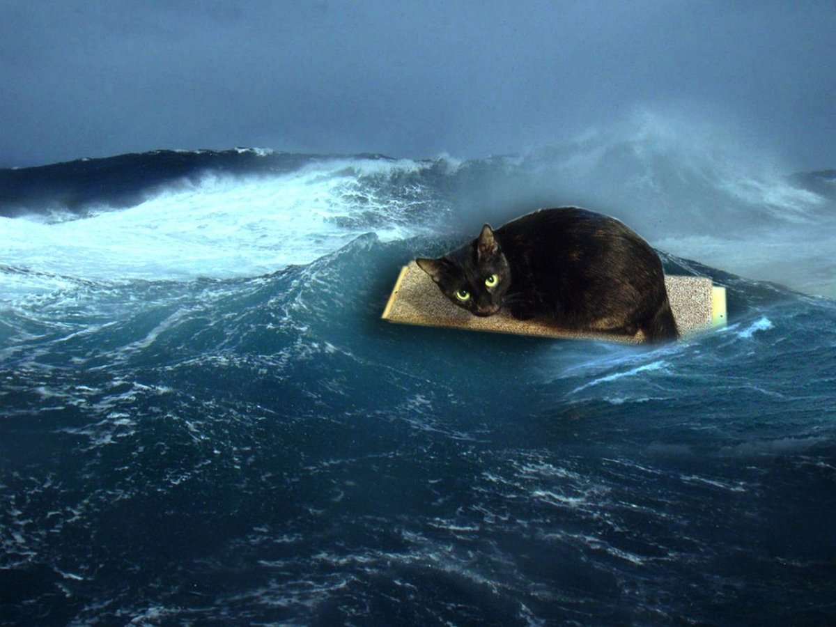 Кошка Лиззи сыграла в «Титанике» не хуже Кейт Уинслет