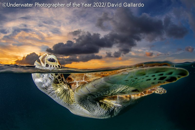 Победители фотоконкурса Underwater Photographer of the Year 2022