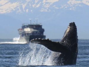 Серый кит охотно целовался с туристами