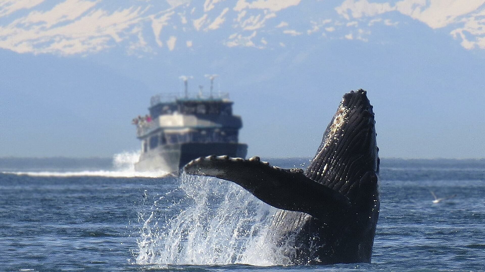 Серый кит охотно целовался с туристами